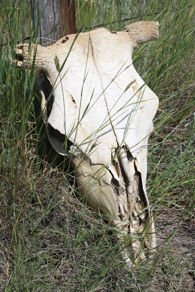 image of cow skull