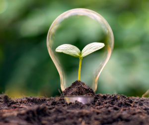 image of plant sprout in a glass lightbulb;  growing and learning