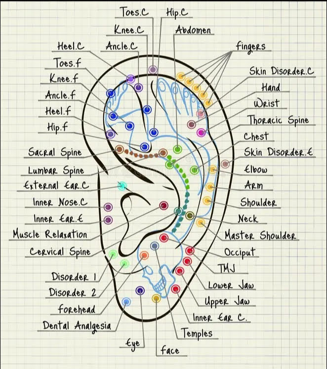 drawing of acupoints on the ear