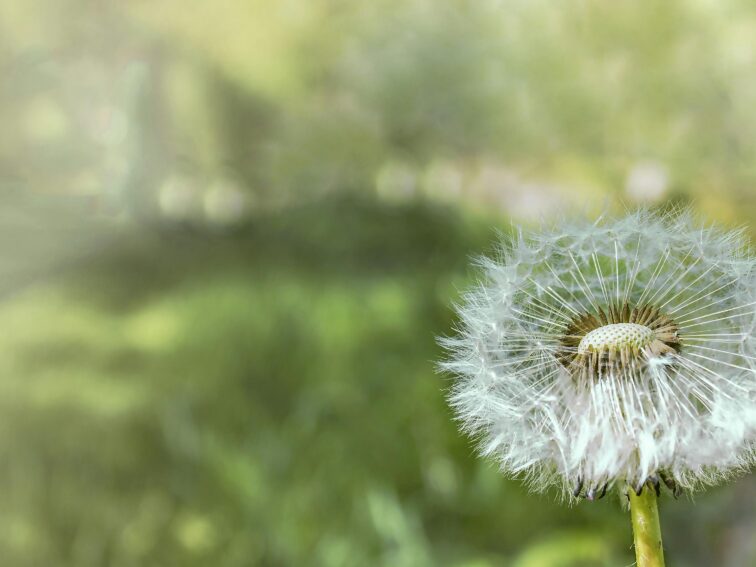 Acupuncture Relief for Musculoskeletal Syndrome of Menopause